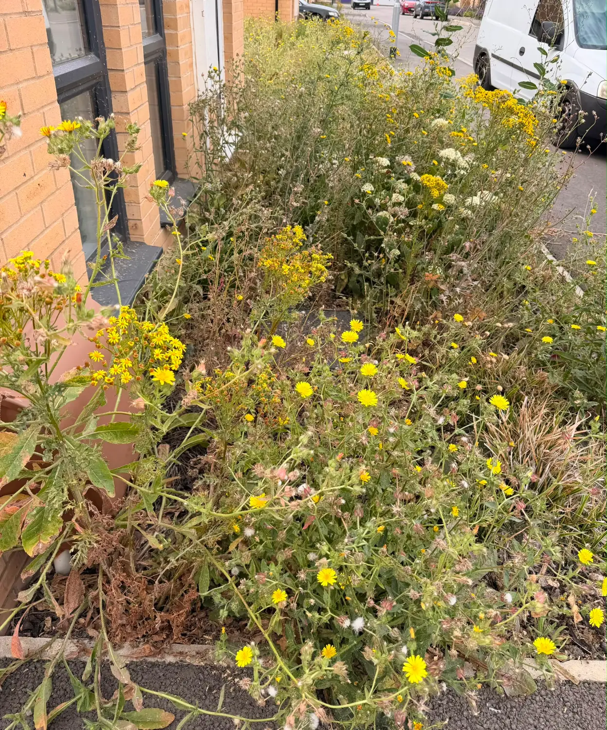 Before: front bed overgrown with weeds in flower