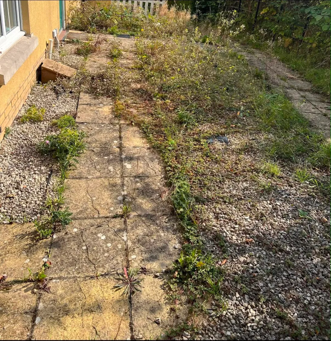 Before: side path swallowed by weeds and long grass